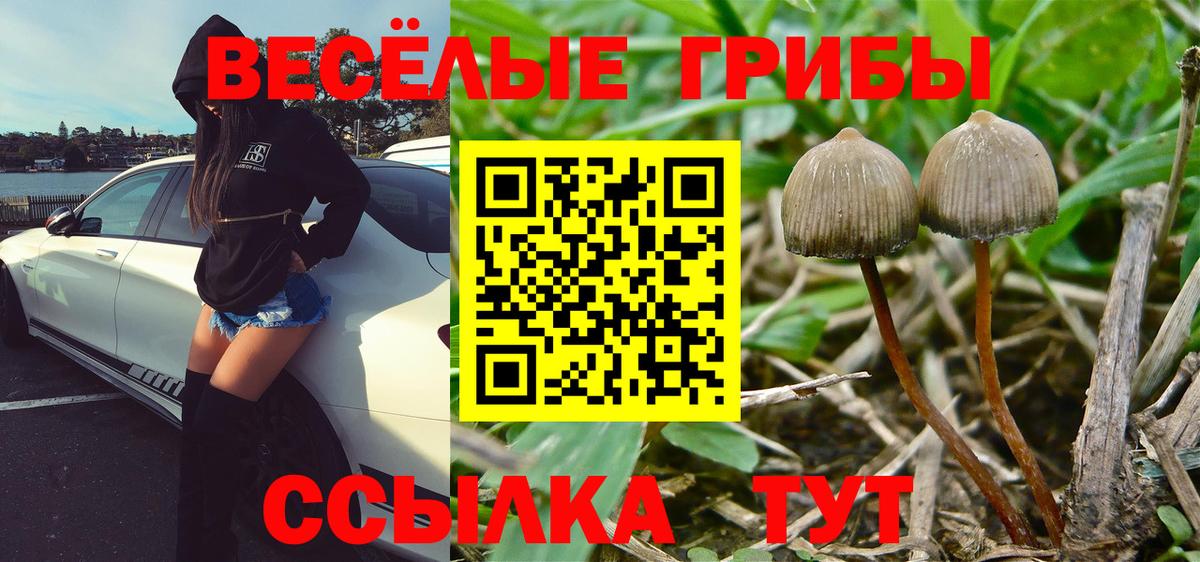 Псилоцибиновые грибы прущие грибы Строитель